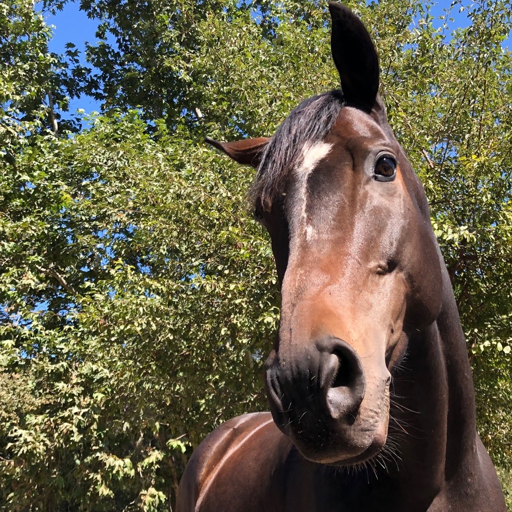 Meet your Posher, Petra